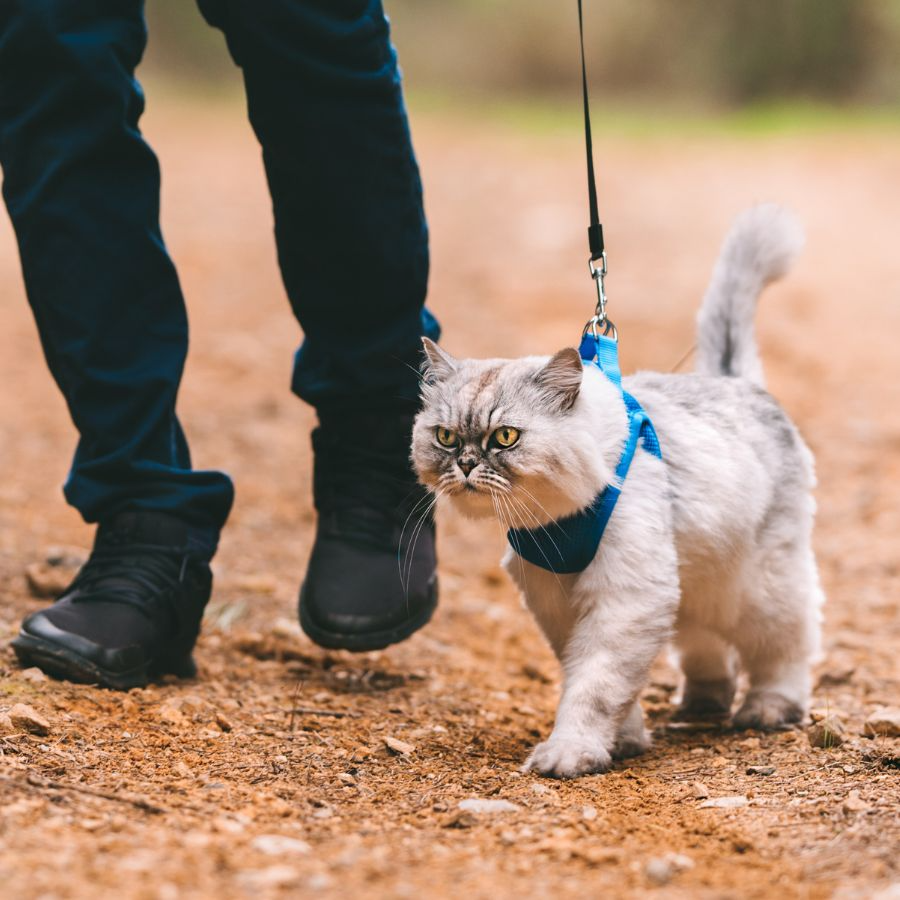 cat on a hike
